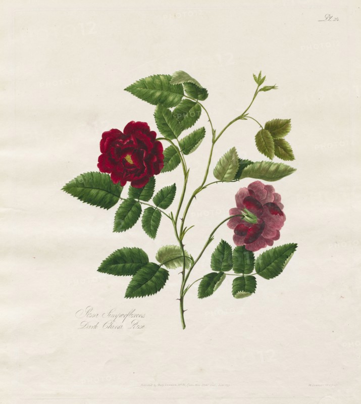A Collection of Roses from Nature:  Dark China Rose, 1799. Mary Lawrence (British). Etching, hand colored