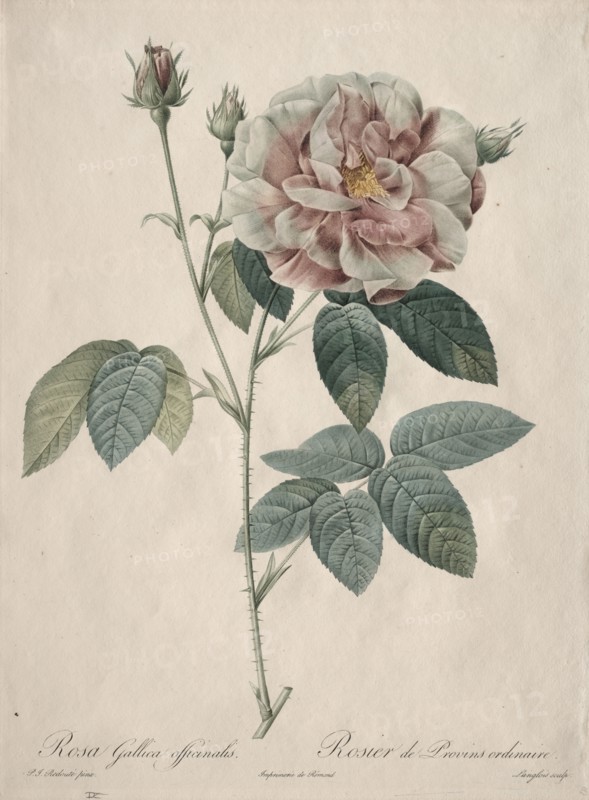 Les Roses:  Rosa Gallica, 1817-1824. Henry Joseph Redouté (French, 1766-1853). Stipple and line engraving, with hand coloring
