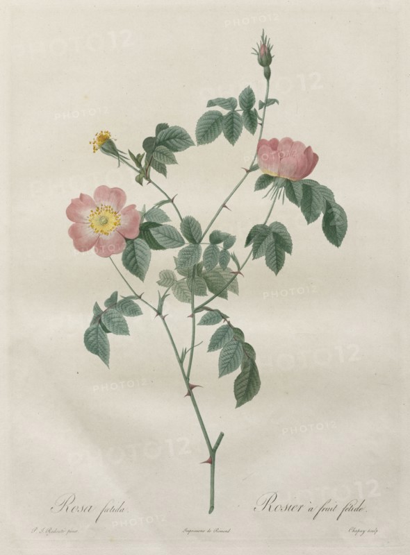 Les Roses:  Rosa indica, 1817-1824. Henry Joseph Redouté (French, 1766-1853). Stipple and line engraving, with hand coloring
