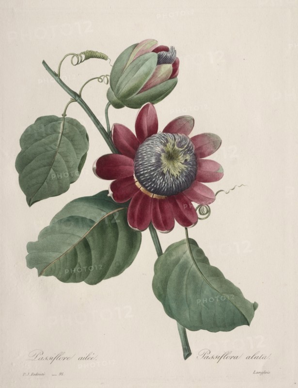 Choix des plus belles fleurs...plus beaux fruits:  Passiflore ailee, 1827. Henry Joseph Redouté (French, 1766-1853). Stipple and line engraving, with hand coloring