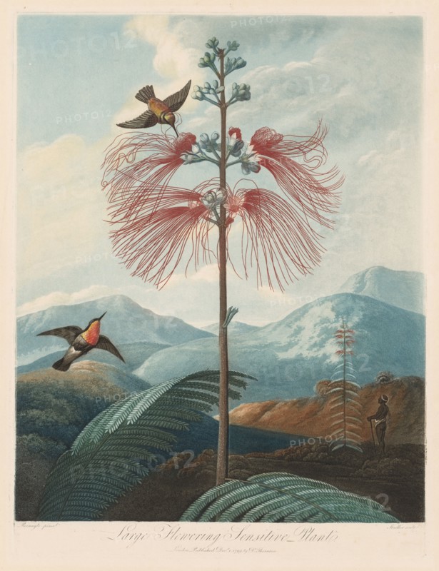The Temple of Flora, or Garden of Nature:  Large Flowering Sensitive Plant, 1799-1807. Robert John Thornton (British, 1768-1837). Aquatint, stipple and line engraving