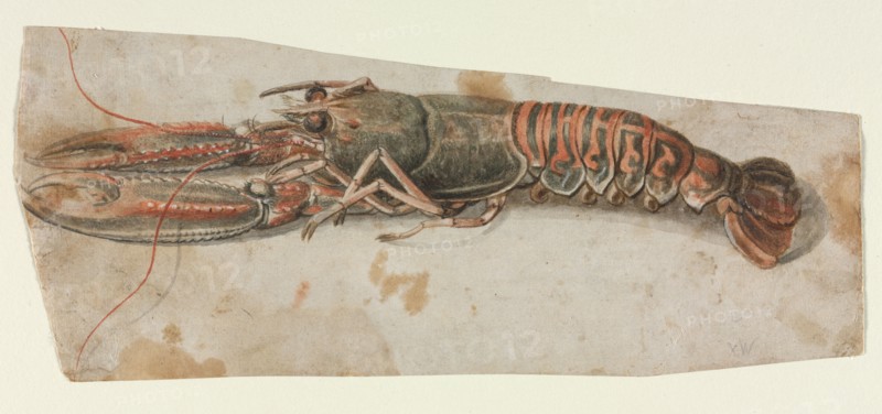 Lobster (recto) Sketch of an Armoured Male Figure (verso) , 1600s. Anonymous. Brush and black, gray and brown wash, and red watercolor, heightened with white gouache; sheet: 12.5 x 30.1 cm (4 15/16 x 11 7/8 in.).