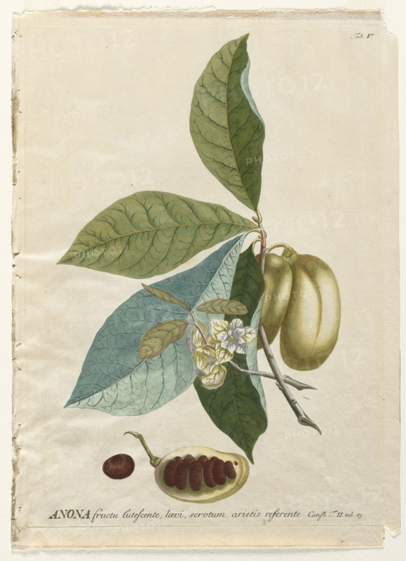 Plantae Selectae:  No. 5 - Anona. Georg Dionysius Ehret (German, 1708-1770), Christopher Jacob Trew (German). Engraving, hand-colored