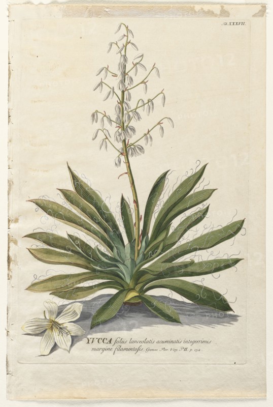 Plantae Selectae:  No. 37 - Yucca. Georg Dionysius Ehret (German, 1708-1770), Christopher Jacob Trew (German). Engraving, hand-colored