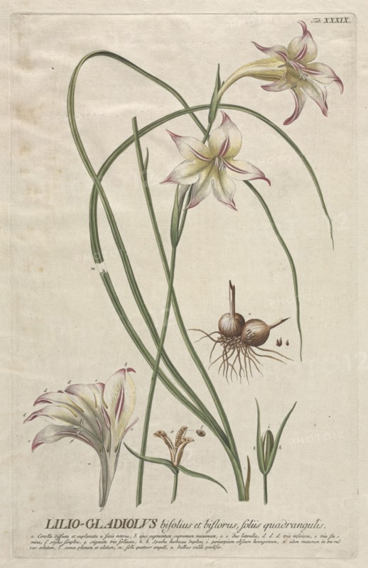 Plantae Selectae:  No. 39 - Lilio-Gladiolus. Georg Dionysius Ehret (German, 1708-1770), Christopher Jacob Trew (German). Engraving, hand-colored