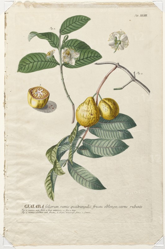 Plantae Selectae:  No. 43 - Guaiaba. Georg Dionysius Ehret (German, 1708-1770), Christopher Jacob Trew (German). Engraving, hand-colored