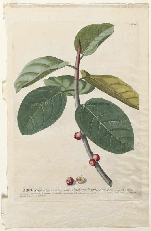 Plantae Selectae:  No. 50 - Ficus. Georg Dionysius Ehret (German, 1708-1770), Christopher Jacob Trew (German). Engraving, hand-colored