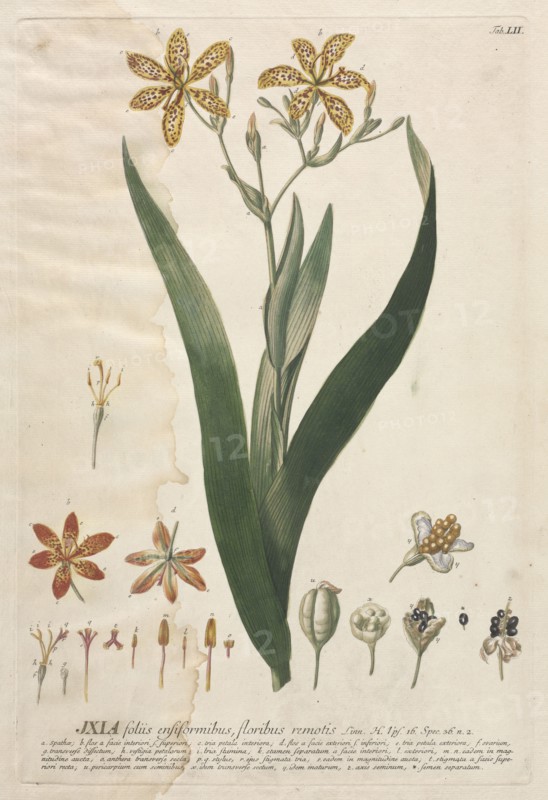 Plantae Selectae:  No. 52 - Ixia. Georg Dionysius Ehret (German, 1708-1770), Christopher Jacob Trew (German). Engraving, hand-colored