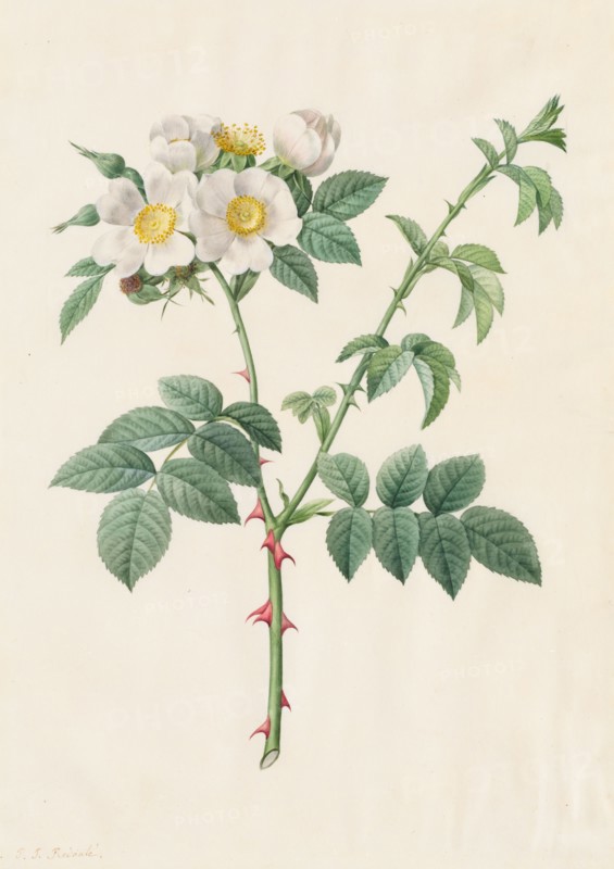 Brier Bush Rose or Dog Rose (Rosa Leucantha), 1817-1824. Henry Joseph Redouté (French, 1766-1853). Watercolor;