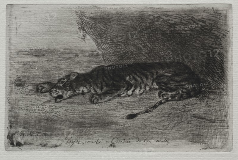 Tigre couché à l'entrée de son antre. Eugène Delacroix (French, 1798-1863). Etching