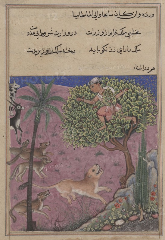 Page from Tales of a Parrot (Tuti-nama): Twenty-first night: The wolf and the jackal, serving as viziers, instigate the lion who pursues the Brahman up a tree, c. 1560. India, Mughal, Reign of Akbar, 16th century. Opaque watercolor, ink and gold on paper;