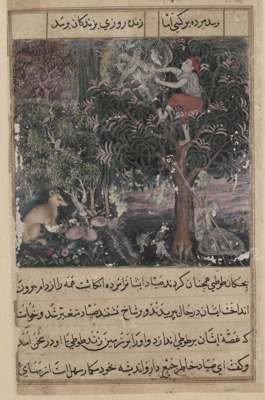 Page from Tales of a Parrot (Tuti-nama): Fifth night: The hunter throws away the baby parrots, who pretend to be dead, and captures the mother, c. 1560. Attributed to Basavana (Indian, active c. 1560–1600). Opaque watercolor, ink and gold on paper; page: 20 x 14.4 cm (7 7/8 x 5 11/16 in.); painting: 10.6 x 10.2 cm (4 3/16 x 4 in.).