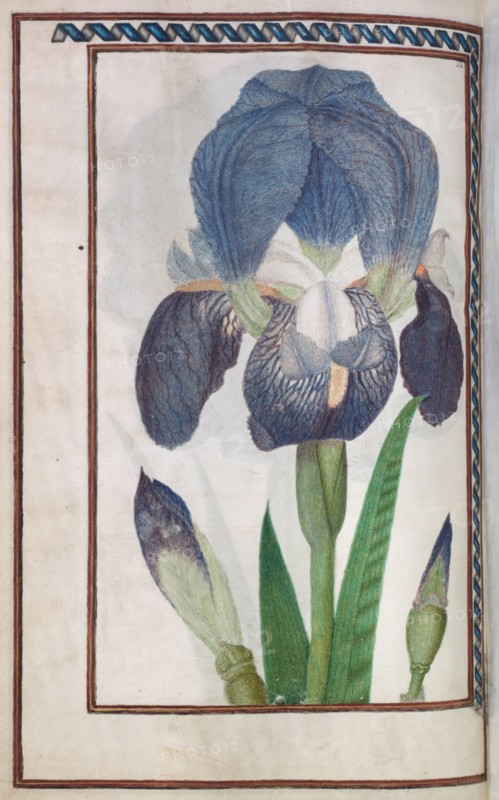 Florilegium, 1608. France, 17th century. Bound manuscript of 48 leaves, 77 drawings; watercolor, ink, silver and gold over occasional traces of pencil, on vellum; sheet: 31.1 x 20.2 cm (12 1/4 x 7 15/16 in.).