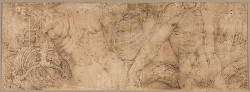 Torsos with Rib Cages, early 1540s. Battista Franco (Italian, c. 1510-1561). Pen and brown ink; sheet: 11.9 x 33.3 cm (4 11/16 x 13 1/8 in.); secondary support: 11.9 x 33.3 cm (4 11/16 x 13 1/8 in.).