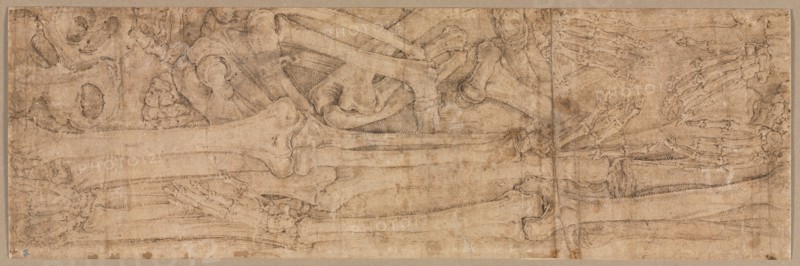 Arm Bones, early 1540s. Battista Franco (Italian, c. 1510-1561). Pen and brown ink with traces of graphite; sheet: 11.8 x 36.7 cm (4 5/8 x 14 7/16 in.); secondary support: 11.8 x 36.7 cm (4 5/8 x 14 7/16 in.).