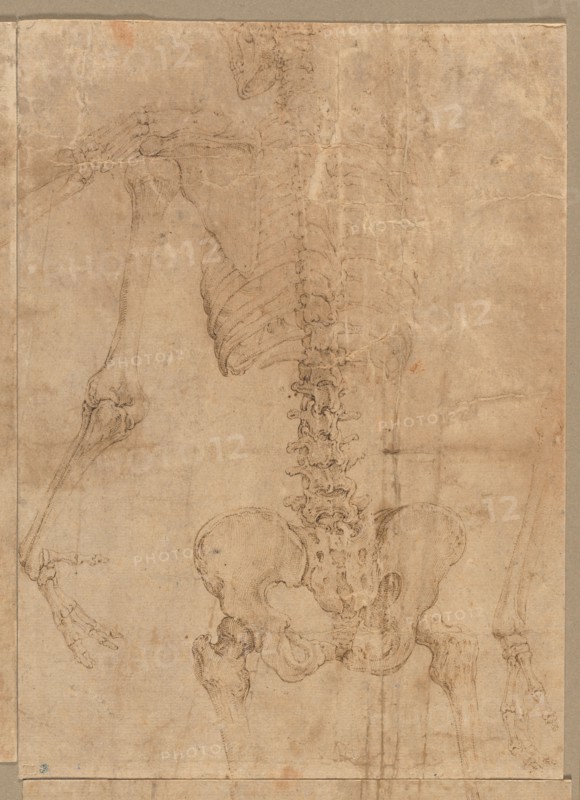 Upper Half of Skeleton from the Back, early 1540s. Battista Franco (Italian, c. 1510-1561). Pen and brown ink; sheet: 24 x 17.3 cm (9 7/16 x 6 13/16 in.); secondary support: 24 x 17.3 cm (9 7/16 x 6 13/16 in.).