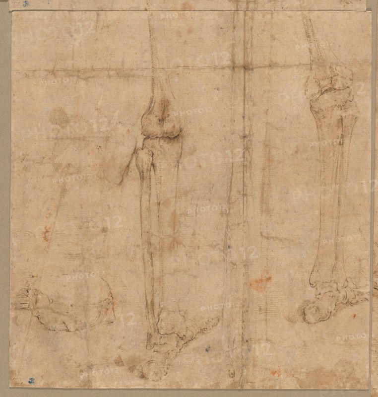 Lower Half of Skeleton from the Back, early 1540s. Battista Franco (Italian, c. 1510-1561). Pen and brown ink; sheet: 18.1 x 17.3 cm (7 1/8 x 6 13/16 in.); secondary support: 18.1 x 17.3 cm (7 1/8 x 6 13/16 in.).