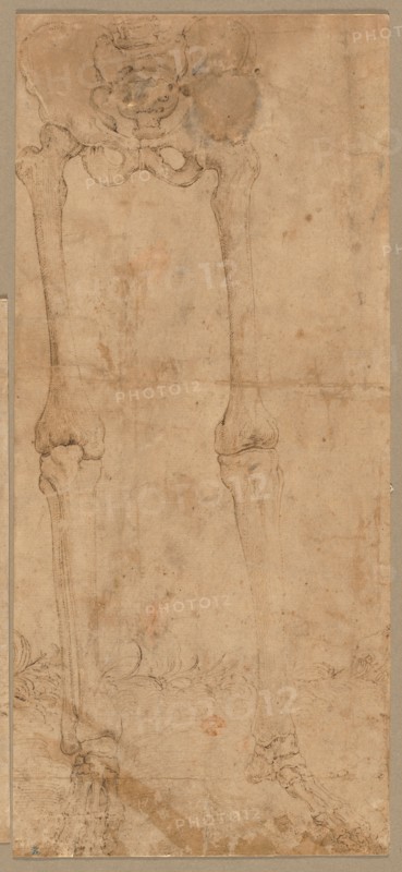 Lower Half of Skeleton from the Front, early 1540s. Battista Franco (Italian, c. 1510-1561). Pen and brown ink; sheet: 28.3 x 12.6 cm (11 1/8 x 4 15/16 in.); secondary support: 28.3 x 12.6 cm (11 1/8 x 4 15/16 in.).
