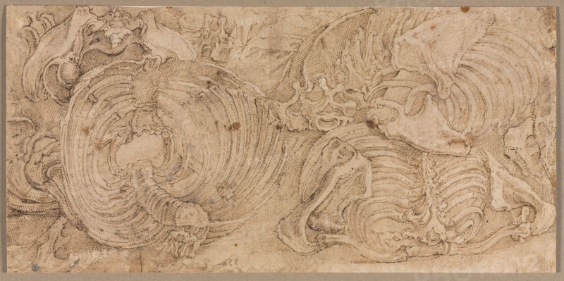 Rib Cages, early 1540s. Battista Franco (Italian, c. 1510-1561). Pen and brown ink; sheet: 11.6 x 23.8 cm (4 9/16 x 9 3/8 in.); secondary support: 11.6 x 23.8 cm (4 9/16 x 9 3/8 in.).
