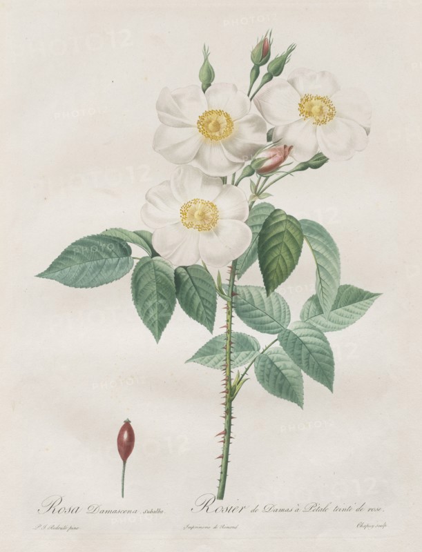 Les Roses:  Rosa Damascena, subalba, 1817-1824. Henry Joseph Redouté (French, 1766-1853). Stipple and line engraving, with hand coloring