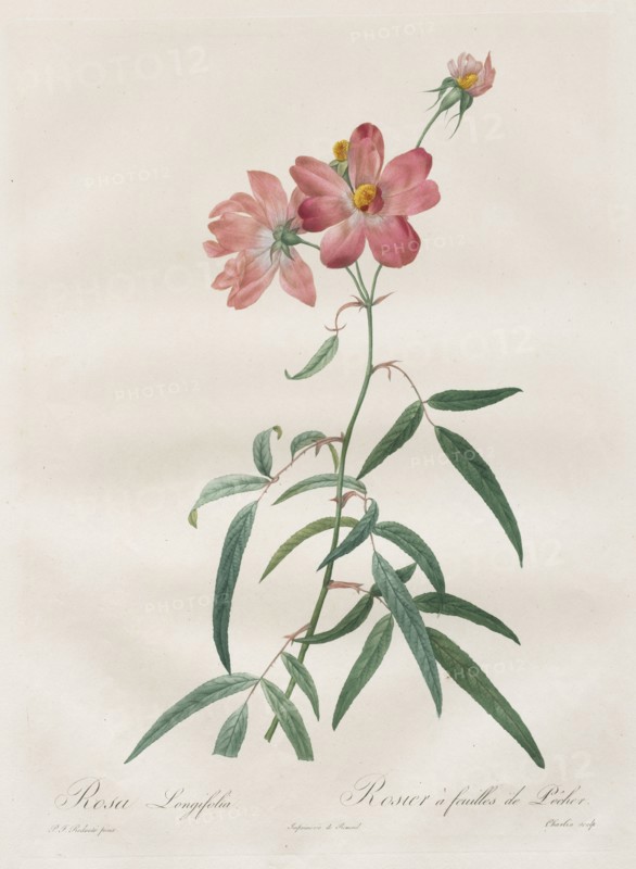Les Roses:  Rosa Longifolia, 1817-1824. Henry Joseph Redouté (French, 1766-1853). Stipple and line engraving, with hand coloring