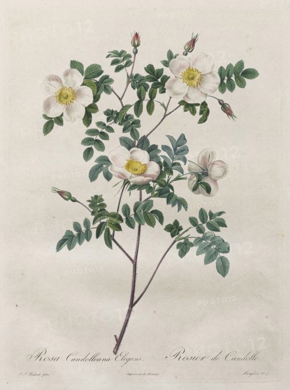 Les Roses:  Rosa Candolleana Elegans, 1817-1824. Henry Joseph Redouté (French, 1766-1853). Stipple and line engraving, with hand coloring