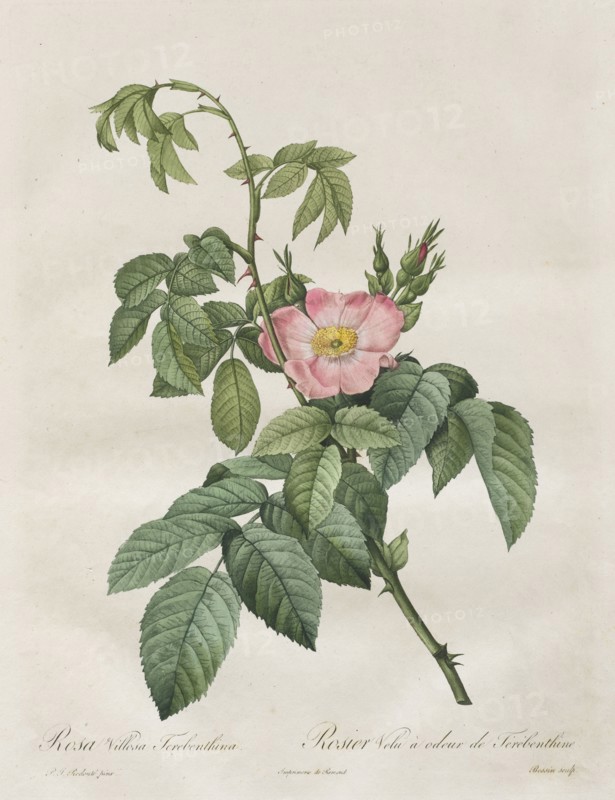 Les Roses:  Rosa Villosa Terebenthina, 1817-1824. Henry Joseph Redouté (French, 1766-1853). Stipple and line engraving, with hand coloring