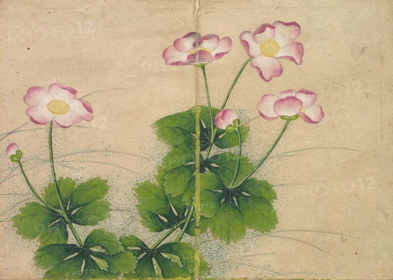Desk Album: Flower and Bird Paintings (mallow flowers), 18th Century. Zhang Ruoai (Chinese). Album leaf, ink and color on paper; image: 14.4 x 20.3 cm (5 11/16 x 8 in.); album, closed: 15 x 10.8 x 3 cm (5 7/8 x 4 1/4 x 1 3/16 in.).