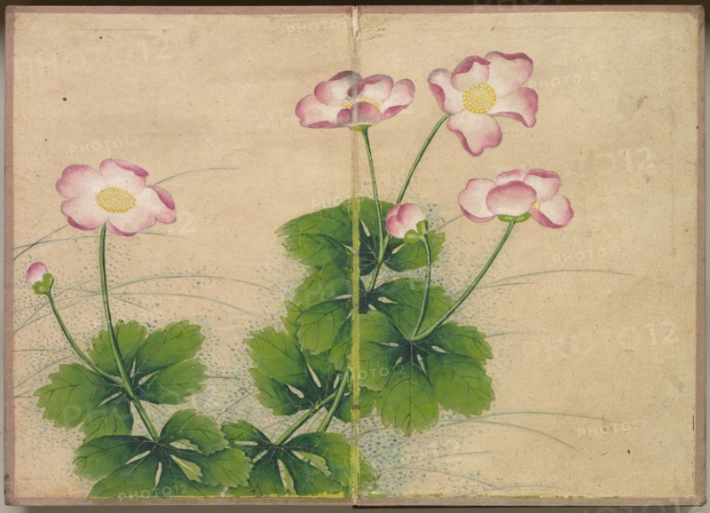 Desk Album: Flower and Bird Paintings (mallow flowers), 18th Century. Zhang Ruoai (Chinese). Album leaf, ink and color on paper; image: 14.4 x 20.3 cm (5 11/16 x 8 in.); album, closed: 15 x 10.8 x 3 cm (5 7/8 x 4 1/4 x 1 3/16 in.).