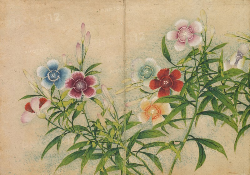 Desk Album: Flower and Bird Paintings (Pinks), 18th Century. Zhang Ruoai (Chinese). Album leaf, ink and color on paper; image: 14.4 x 20.3 cm (5 11/16 x 8 in.); album, closed: 15 x 10.8 x 3 cm (5 7/8 x 4 1/4 x 1 3/16 in.).