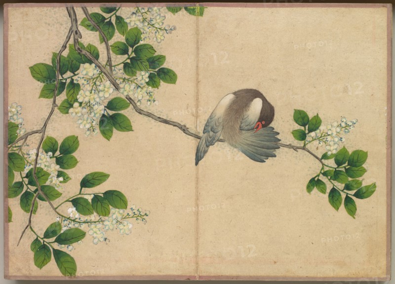 Desk Album: Flower and Bird Paintings (Preening Bird), 18th Century. Zhang Ruoai (Chinese). Album leaf, ink and color on paper; image: 14.4 x 20.3 cm (5 11/16 x 8 in.); album, closed: 15 x 10.8 x 3 cm (5 7/8 x 4 1/4 x 1 3/16 in.).