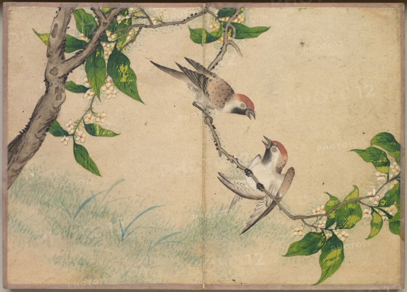 Desk Album: Flower and Bird Paintings (Gossiping Sparrows), 18th Century. Zhang Ruoai (Chinese). Album leaf, ink and color on paper; image: 14.4 x 20.3 cm (5 11/16 x 8 in.); album, closed: 15 x 10.8 x 3 cm (5 7/8 x 4 1/4 x 1 3/16 in.).