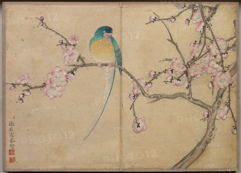 Desk Album: Flower and Bird Paintings (Bird with Plum Blossoms), 18th Century. Zhang Ruoai (Chinese). Album leaf, ink and color on paper; image: 14.4 x 20.3 cm (5 11/16 x 8 in.); album, closed: 15 x 10.8 x 3 cm (5 7/8 x 4 1/4 x 1 3/16 in.).