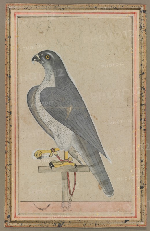 Falcon, c. 1770. India, Pahari, probably Jammu, 18th century. Opaque watercolor on paper; image: 27.6 x 16 cm (10 7/8 x 6 5/16 in.); overall: 31.6 x 19.8 cm (12 7/16 x 7 13/16 in.).