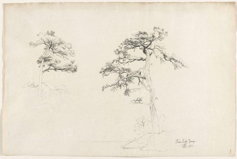 Pine, Lake George, 1871. David Johnson (American, 1827-1908). Pencil;