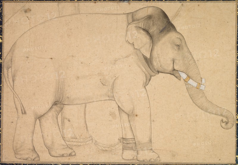 Drawing of an Elephant, c. 1700. India, Mughal School, early 18th Century. Ink on paper; image: 12.8 x 18.1 cm (5 1/16 x 7 1/8 in.); overall: 20 x 25.3 cm (7 7/8 x 9 15/16 in.).