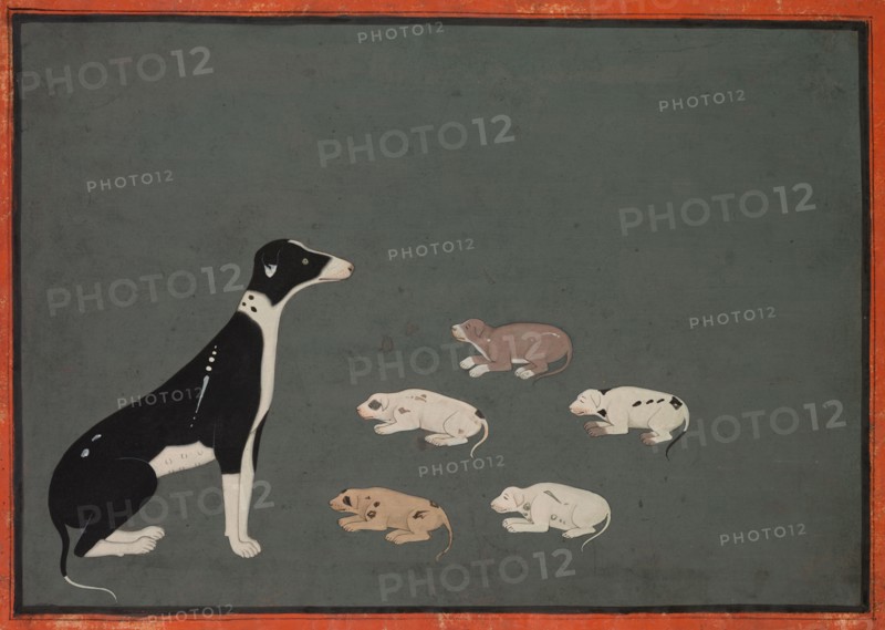 Dog with pups, c. 1780. India, Rajasthan, Ajmer, probably Sawar school, 18th century. Ink and opaque watercolor on paper; image: 22 x 16.5 cm (8 11/16 x 6 1/2 in.); overall: 18.7 x 25 cm (7 3/8 x 9 13/16 in.).