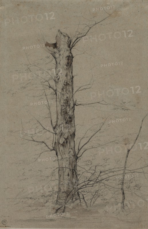 Tree, c. 1835-45. Ludwig Ferdinand Schnorr von Carolsfeld (German, 1788-1853). Graphite and brown wash; sheet: 30.5 x 19.7 cm (12 x 7 3/4 in.).