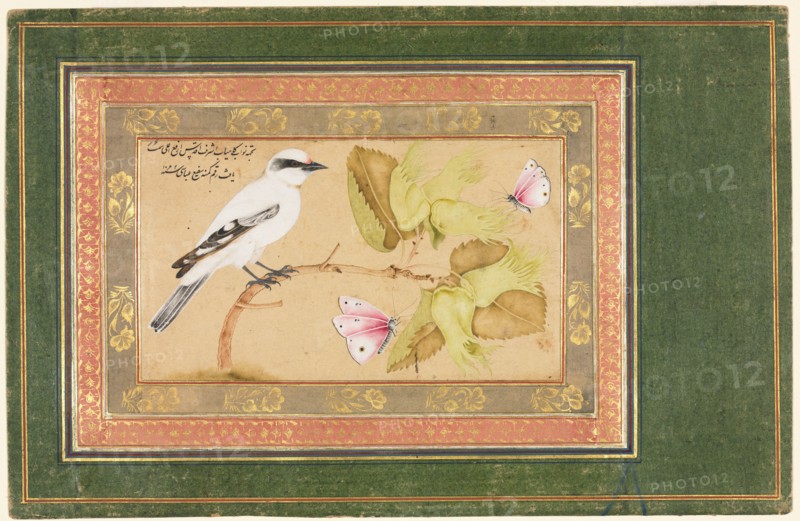 Black and White Bird Perched on a Shrub, 1651-1652. Shafi' Abbasi (Iranian). Opaque watercolor, ink, and gold on paper; sheet: 16.1 x 25 cm (6 5/16 x 9 13/16 in.); image: 7.7 x 13.4 cm (3 1/16 x 5 1/4 in.).