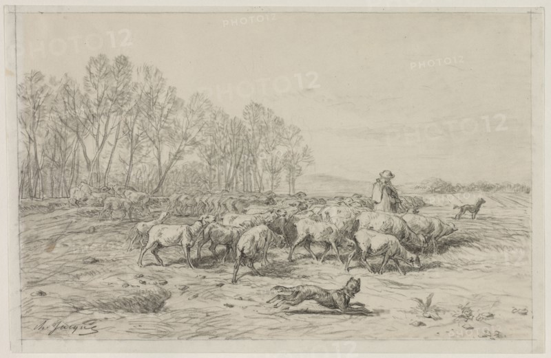 Landscape with a Flock of Sheep, 1800s. Charles-Émile Jacque (French, 1813-1894). Black chalk with stumping; sheet: 26.8 x 41.5 cm (10 9/16 x 16 5/16 in.).