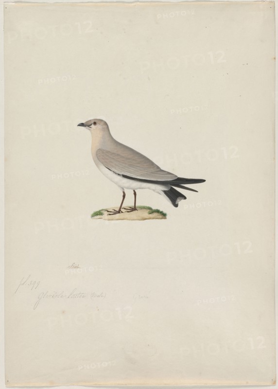 Small Pratincole (Glareola lactea), 1800s. Attributed to Paul Hüet (French, 1803-1869). Watercolor and gouache; framing lines in graphite; sheet: 48.8 x 34.7 cm (19 3/16 x 13 11/16 in.); image: 22.4 x 18.3 cm (8 13/16 x 7 3/16 in.).