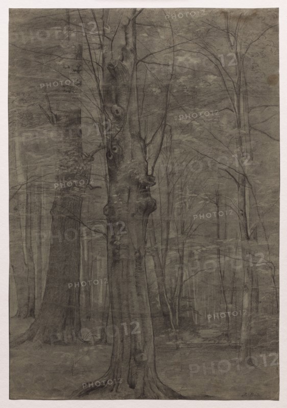 Trees. Leopold Bode (German, 1831-1906). Black chalk, with stumping and erasing; framing lines in graphite (except at bottom); sheet: 48.6 x 33.4 cm (19 1/8 x 13 1/8 in.).