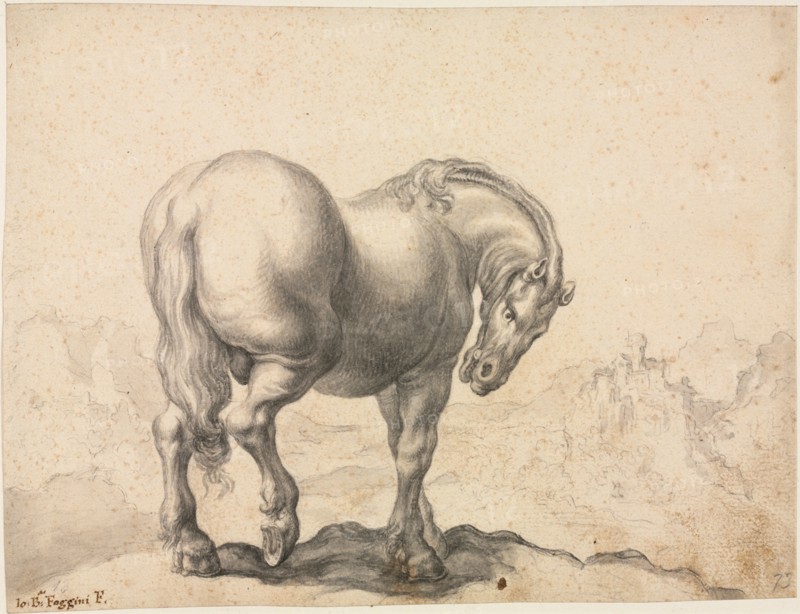 Study of a Stallion, first third 18th century?. Giovanni Battista Foggini (Italian, 1652-1725). Black chalk and brush and gray wash; sheet: 19 x 24.6 cm (7 1/2 x 9 11/16 in.); secondary support: 28.1 x 34.7 cm (11 1/16 x 13 11/16 in.).