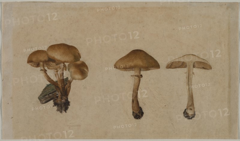 Mushrooms, 1751. Georg Wilhelm Baurenfeind (German, c. 1710-1763). Brush and brown wash and gouache; sheet: 11.9 x 20.3 cm (4 11/16 x 8 in.).