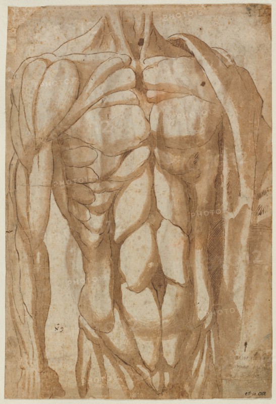 Study of a Flayed Torso, 1554. Bartolommeo da Arezzo (Italian, 1578). Pen and brown ink and brush and brown wash over traces of black chalk; incised; sheet: 40.5 x 27.6 cm (15 15/16 x 10 7/8 in.).