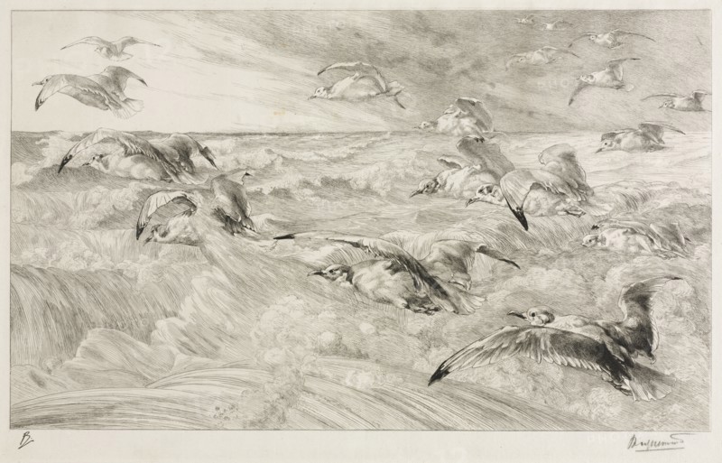 The Seagulls, c. 1880. Félix Bracquemond (French, 1833-1914). Etching; sheet: 32.3 x 48.6 cm (12 11/16 x 19 1/8 in.); platemark: 29.7 x 45.6 cm (11 11/16 x 17 15/16 in.)