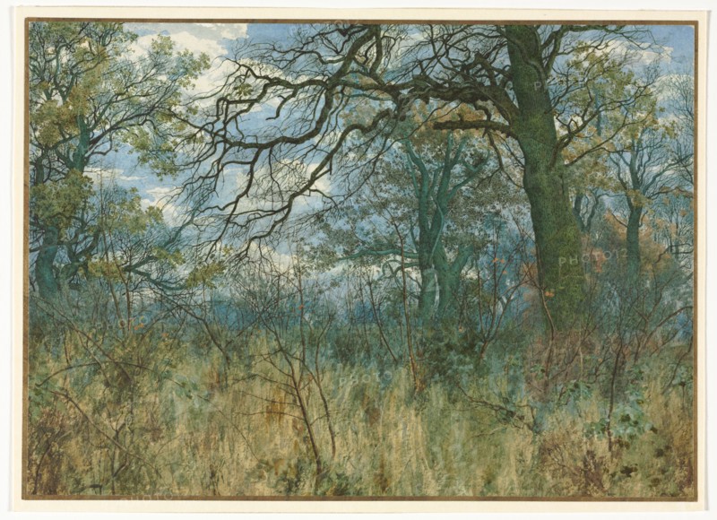 Trees and Undergrowth, 1885. Garden William Fraser (British, 1856-1921). Watercolor with gouache; sheet: 19 x 26.8 cm (7 1/2 x 10 9/16 in.).