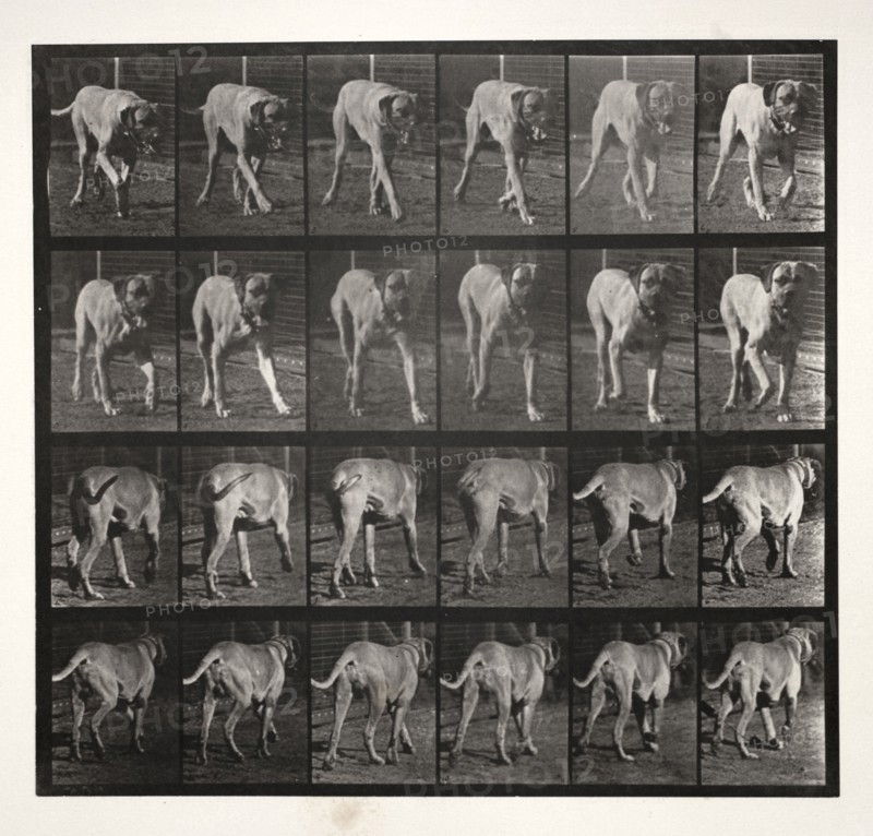 Animal Locomotion, Pl. 705: "Dread" Trotting, 1887. Eadweard J. Muybridge (American, 1830-1904), University of Pennsylvania. Collotype; image: 26.1 x 28 cm (10 1/4 x 11 in.); paper: 48.4 x 61.2 cm (19 1/16 x 24 1/8 in.); matted: 55.9 x 71.1 cm (22 x 28 in.)