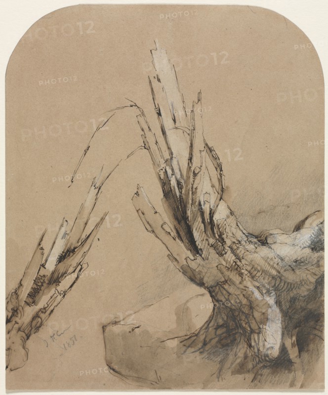 A Blasted Tree, 1851. Jasper F. Cropsey (American, 1823-1900). Pen and brown ink, brown wash and graphite, heightened with white; sheet: 19 x 15.6 cm (7 1/2 x 6 1/8 in.).