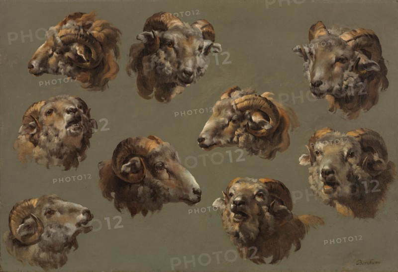 Studies of Ram Heads, 1700s. France, 18th century. Oil on canvas; framed: 44.8 x 58.1 x 7.6 cm (17 5/8 x 22 7/8 x 3 in.); unframed: 29.8 x 43.5 cm (11 3/4 x 17 1/8 in.).